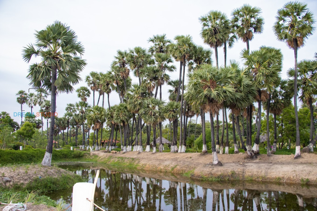 Paid Photoshoot Location Madhavaram Botanical Garden